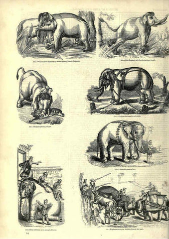 Reproducción/Reproduction 6093013504: The pictorial museum of animated nature. v.1. London :C. Cox,[1844?] 