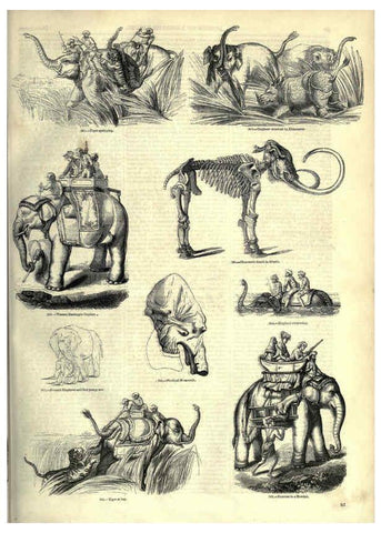 Reproducción/Reproduction 6093013686: The pictorial museum of animated nature. v.1. London :C. Cox,[1844?] 