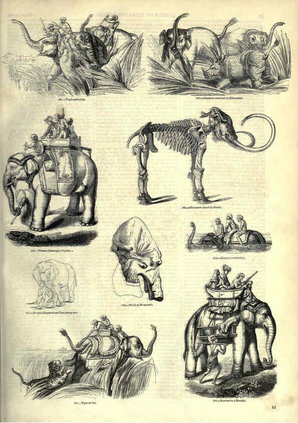 Reproducción/Reproduction 6093013686: The pictorial museum of animated nature. v.1. London :C. Cox,[1844?] 