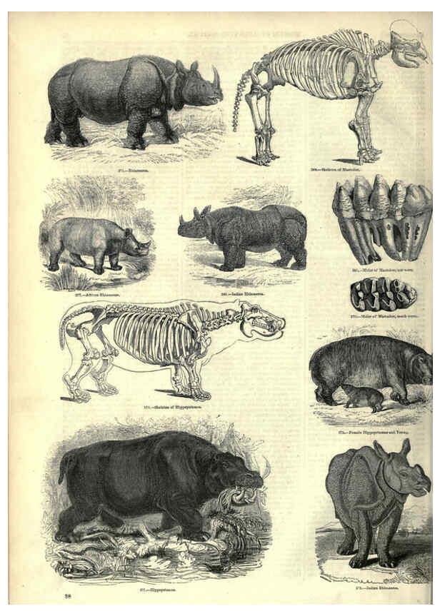 Reproducción/Reproduction 6092473937: The pictorial museum of animated nature. v.1. London :C. Cox,[1844?] 