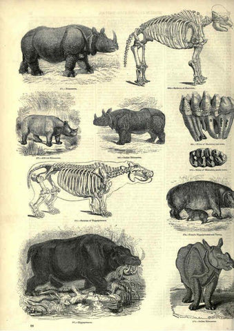 Reproducción/Reproduction 6092473937: The pictorial museum of animated nature. v.1. London :C. Cox,[1844?] 