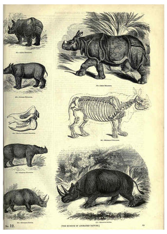 Reproducción/Reproduction 6093014192: The pictorial museum of animated nature. v.1. London :C. Cox,[1844?] 