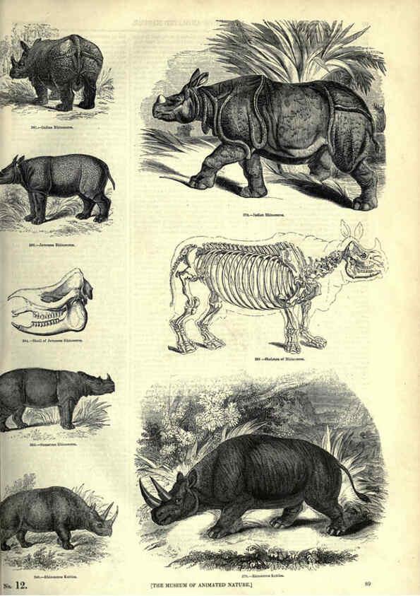 Reproducción/Reproduction 6093014192: The pictorial museum of animated nature. v.1. London :C. Cox,[1844?] 