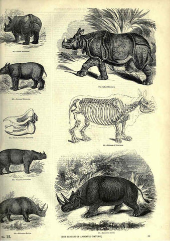 Reproducción/Reproduction 6093014192: The pictorial museum of animated nature. v.1. London :C. Cox,[1844?] 