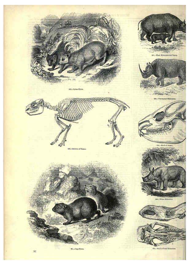 Reproducción/Reproduction 6093014544: The pictorial museum of animated nature. v.1. London :C. Cox,[1844?] 
