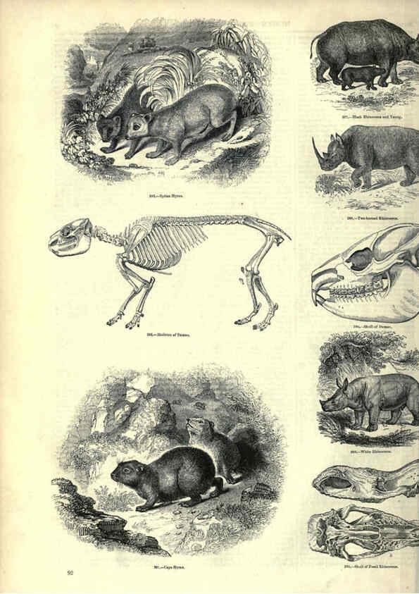 Reproducción/Reproduction 6093014544: The pictorial museum of animated nature. v.1. London :C. Cox,[1844?] 