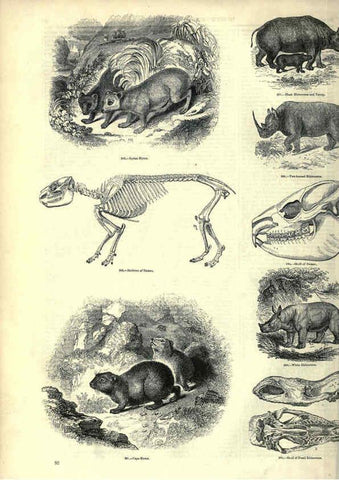 Reproducción/Reproduction 6093014544: The pictorial museum of animated nature. v.1. London :C. Cox,[1844?] 