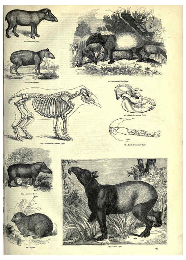 Reproducción/Reproduction 6093014786: The pictorial museum of animated nature. v.1. London :C. Cox,[1844?] 