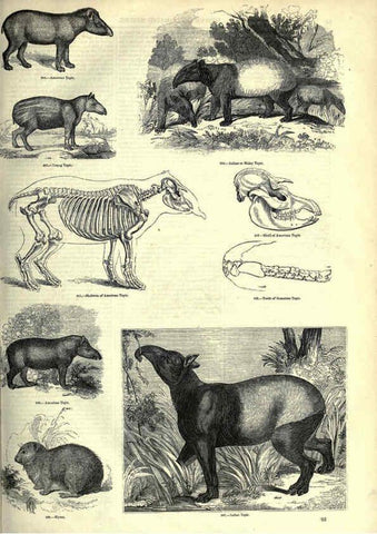 Reproducción/Reproduction 6093014786: The pictorial museum of animated nature. v.1. London :C. Cox,[1844?] 