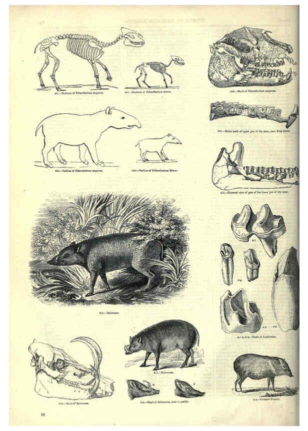 Reproducción/Reproduction 6093015006: The pictorial museum of animated nature. v.1. London :C. Cox,[1844?] 
