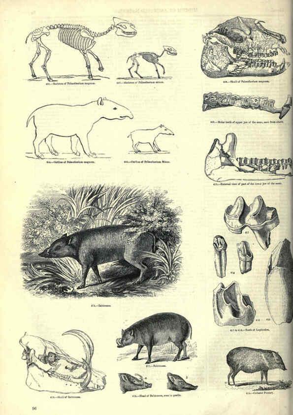 Reproducción/Reproduction 6093015006: The pictorial museum of animated nature. v.1. London :C. Cox,[1844?] 