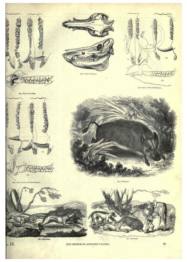 Reproducción/Reproduction 6093015290: The pictorial museum of animated nature. v.1. London :C. Cox,[1844?] 