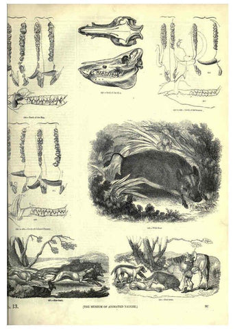 Reproducción/Reproduction 6093015290: The pictorial museum of animated nature. v.1. London :C. Cox,[1844?] 
