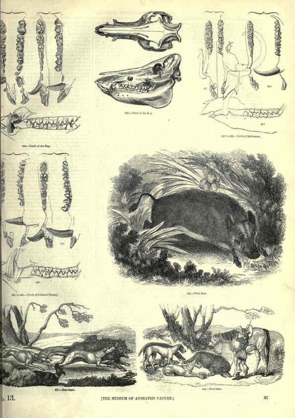 Reproducción/Reproduction 6093015290: The pictorial museum of animated nature. v.1. London :C. Cox,[1844?] 