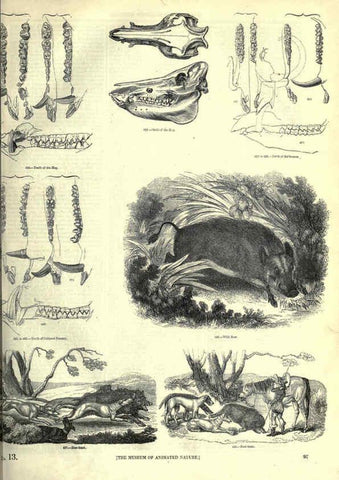 Reproducción/Reproduction 6093015290: The pictorial museum of animated nature. v.1. London :C. Cox,[1844?] 