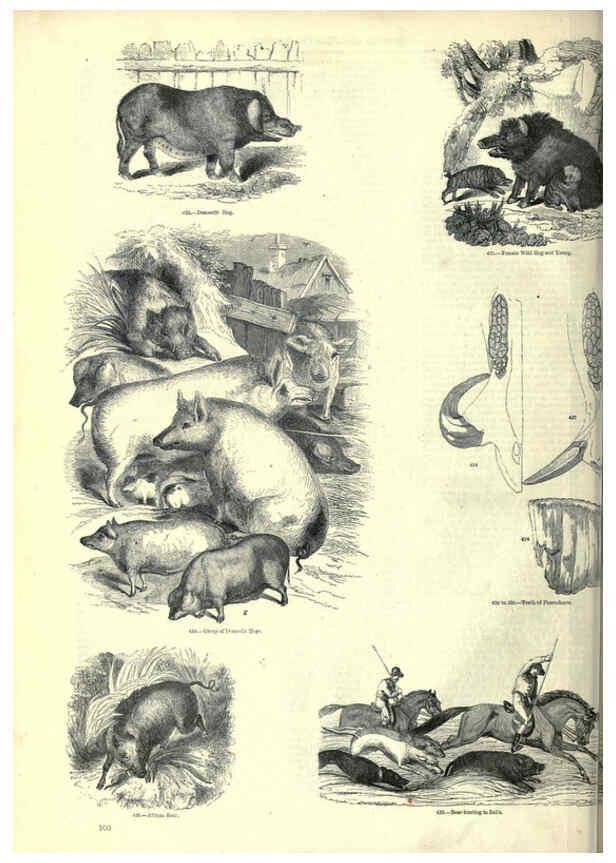 Reproducción/Reproduction 6093015476: The pictorial museum of animated nature. v.1. London :C. Cox,[1844?] 