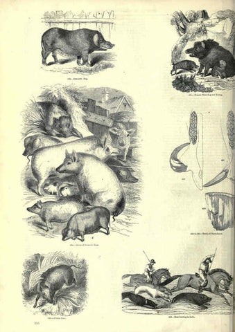 Reproducción/Reproduction 6093015476: The pictorial museum of animated nature. v.1. London :C. Cox,[1844?] 