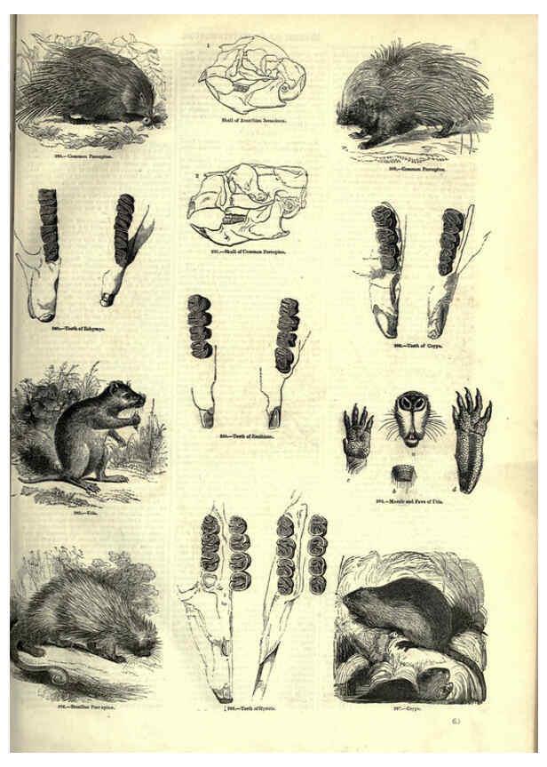 Reproducción/Reproduction 6093011572: The pictorial museum of animated nature. v.1. London :C. Cox,[1844?] 