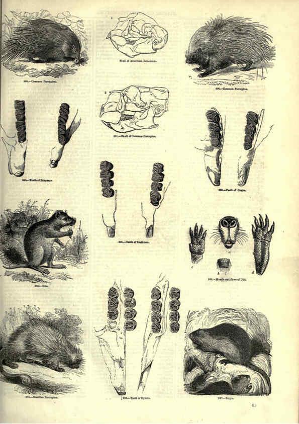 Reproducción/Reproduction 6093011572: The pictorial museum of animated nature. v.1. London :C. Cox,[1844?] 