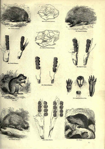 Reproducción/Reproduction 6093011572: The pictorial museum of animated nature. v.1. London :C. Cox,[1844?] 