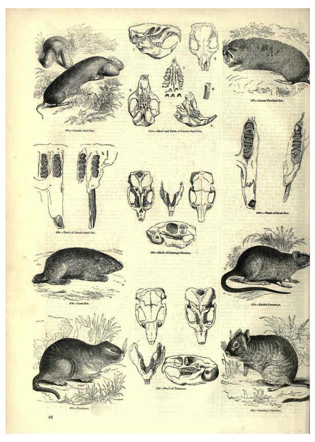 Reproducción/Reproduction 6093011372: The pictorial museum of animated nature. v.1. London :C. Cox,[1844?] 