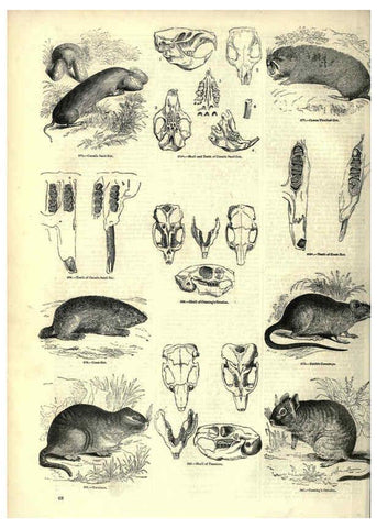 Reproducción/Reproduction 6093011372: The pictorial museum of animated nature. v.1. London :C. Cox,[1844?] 