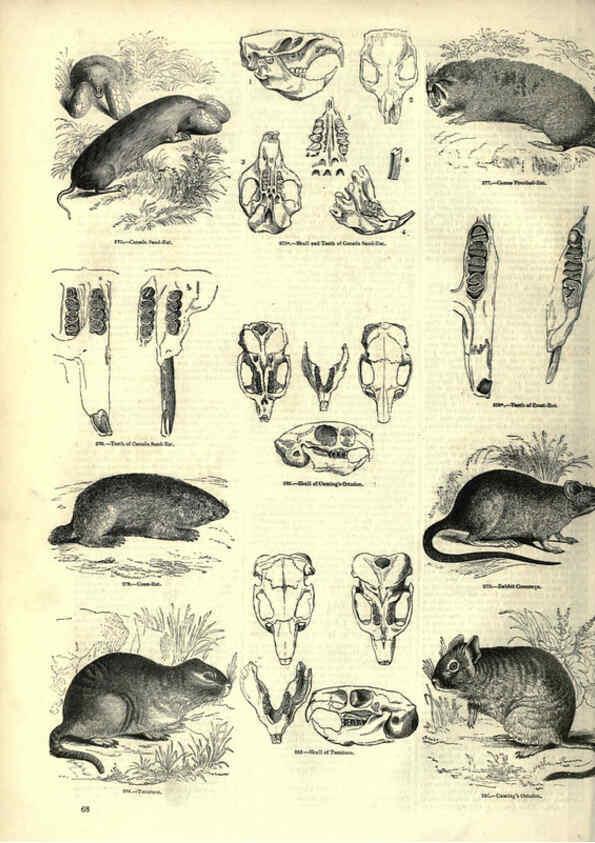 Reproducción/Reproduction 6093011372: The pictorial museum of animated nature. v.1. London :C. Cox,[1844?] 