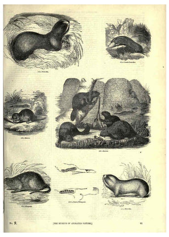 Reproducción/Reproduction 6093011212: The pictorial museum of animated nature. v.1. London :C. Cox,[1844?] 