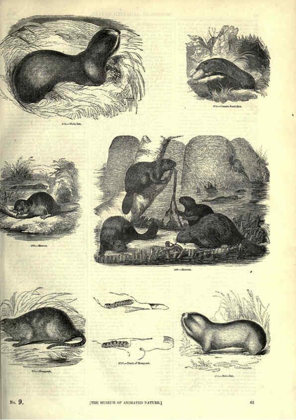 Reproducción/Reproduction 6093011212: The pictorial museum of animated nature. v.1. London :C. Cox,[1844?] 