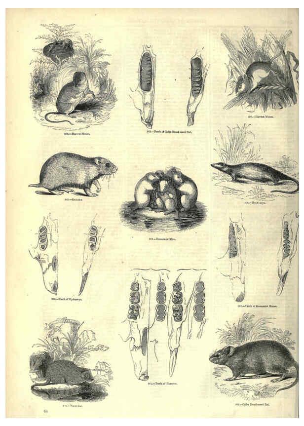 Reproducción/Reproduction 6093010928: The pictorial museum of animated nature. v.1. London :C. Cox,[1844?] 