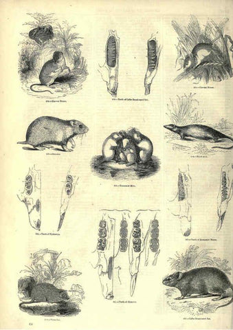 Reproducción/Reproduction 6093010928: The pictorial museum of animated nature. v.1. London :C. Cox,[1844?] 