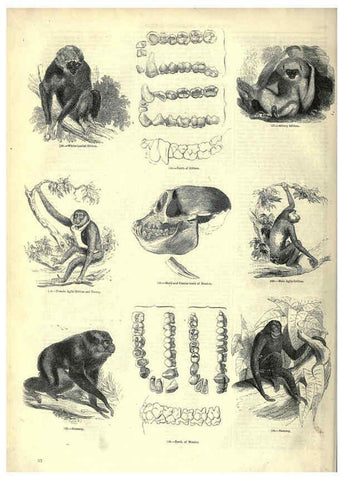 Reproducción/Reproduction 6093007292: The pictorial museum of animated nature. v.1. London :C. Cox,[1844?] 