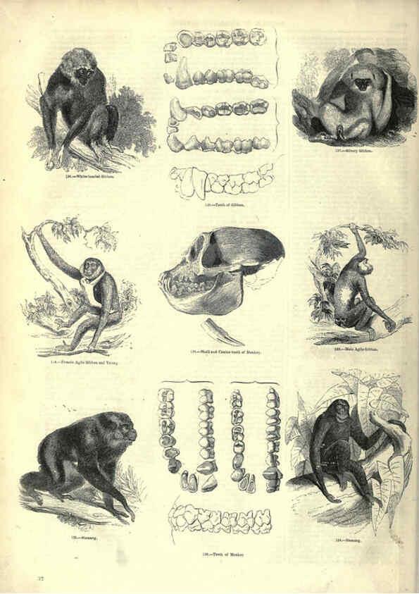 Reproducción/Reproduction 6093007292: The pictorial museum of animated nature. v.1. London :C. Cox,[1844?] 
