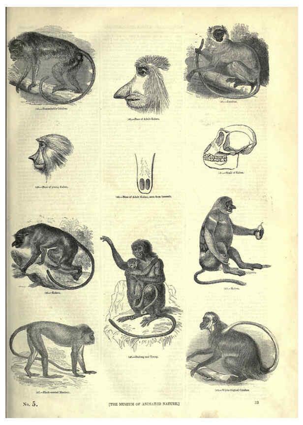 Reproducción/Reproduction 6092467421: The pictorial museum of animated nature. v.1. London :C. Cox,[1844?] 