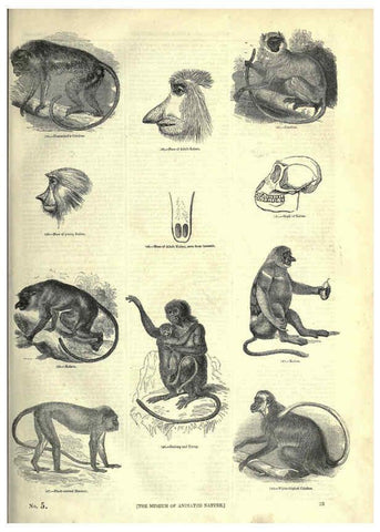 Reproducción/Reproduction 6092467421: The pictorial museum of animated nature. v.1. London :C. Cox,[1844?] 