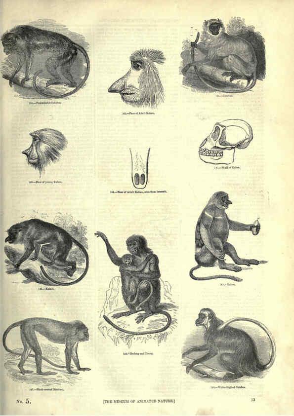 Reproducción/Reproduction 6092467421: The pictorial museum of animated nature. v.1. London :C. Cox,[1844?] 