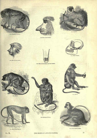 Reproducción/Reproduction 6092467421: The pictorial museum of animated nature. v.1. London :C. Cox,[1844?] 