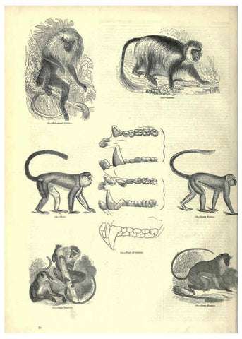 Reproducción/Reproduction 6093007658: The pictorial museum of animated nature. v.1. London :C. Cox,[1844?] 