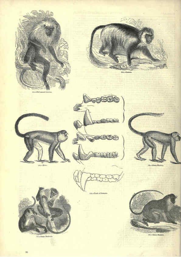 Reproducción/Reproduction 6093007658: The pictorial museum of animated nature. v.1. London :C. Cox,[1844?] 