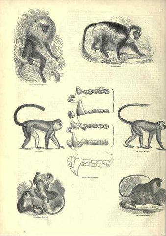 Reproducción/Reproduction 6093007658: The pictorial museum of animated nature. v.1. London :C. Cox,[1844?] 