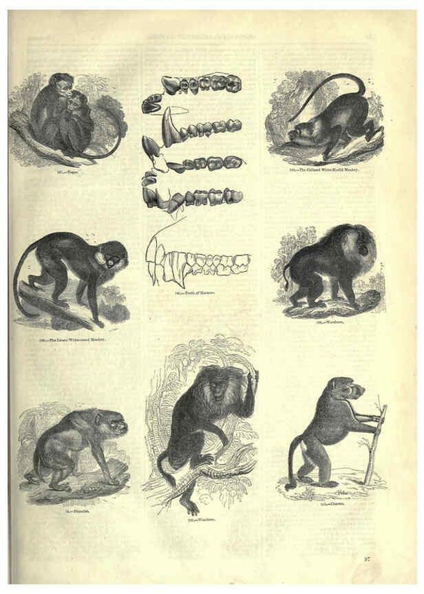 Reproducción/Reproduction 6093007876: The pictorial museum of animated nature. v.1. London :C. Cox,[1844?] 