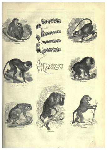 Reproducción/Reproduction 6093007876: The pictorial museum of animated nature. v.1. London :C. Cox,[1844?] 