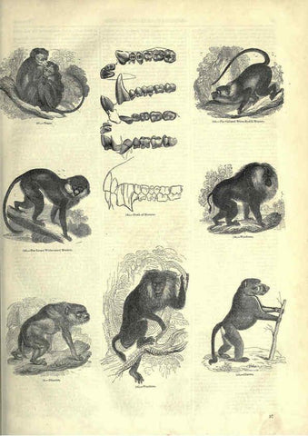 Reproducción/Reproduction 6093007876: The pictorial museum of animated nature. v.1. London :C. Cox,[1844?] 