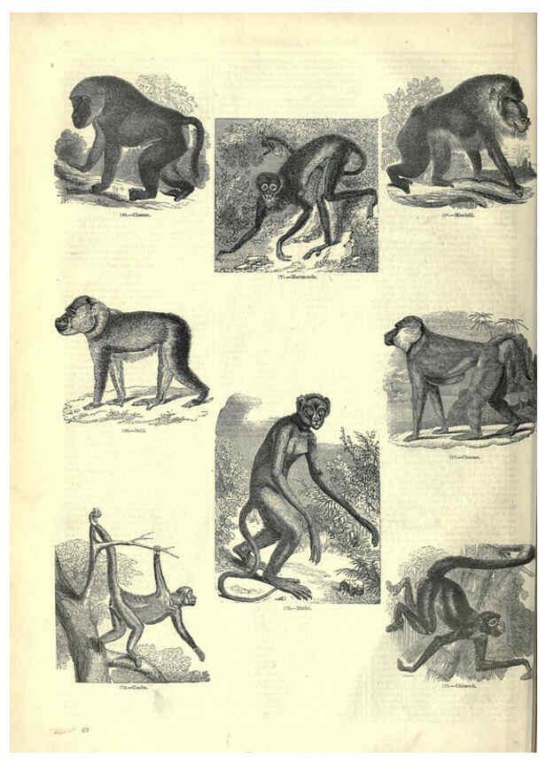 Reproducción/Reproduction 6092468047: The pictorial museum of animated nature. v.1. London :C. Cox,[1844?] 