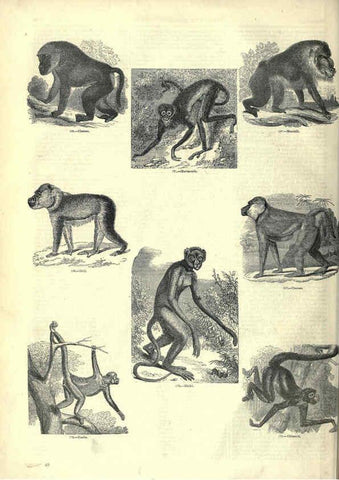 Reproducción/Reproduction 6092468047: The pictorial museum of animated nature. v.1. London :C. Cox,[1844?] 
