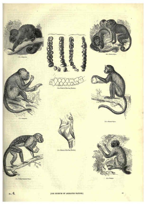 Reproducción/Reproduction 6092468249: The pictorial museum of animated nature. v.1. London :C. Cox,[1844?] 