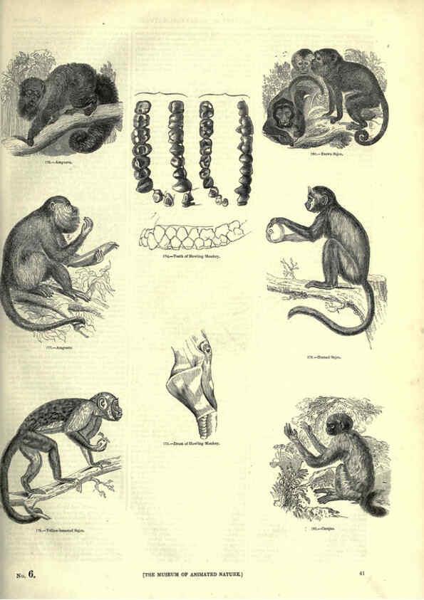 Reproducción/Reproduction 6092468249: The pictorial museum of animated nature. v.1. London :C. Cox,[1844?] 