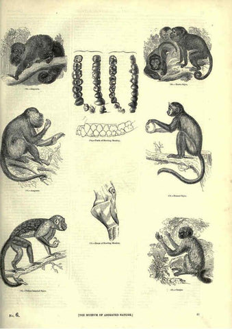 Reproducción/Reproduction 6092468249: The pictorial museum of animated nature. v.1. London :C. Cox,[1844?] 