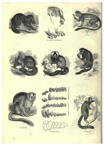 Reproducción/Reproduction 6093008516: The pictorial museum of animated nature. v.1. London :C. Cox,[1844?] 