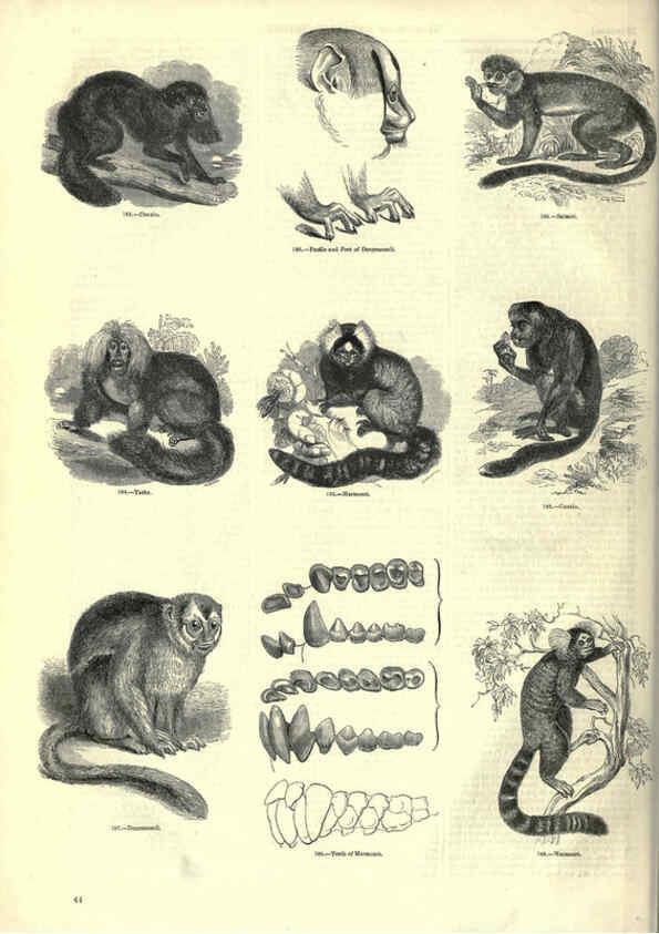 Reproducción/Reproduction 6093008516: The pictorial museum of animated nature. v.1. London :C. Cox,[1844?] 